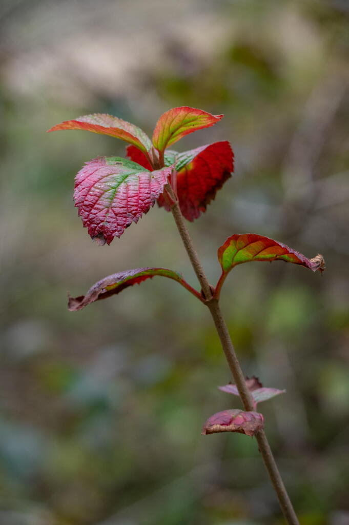 神戸市立森林植物園　枝先の深紅