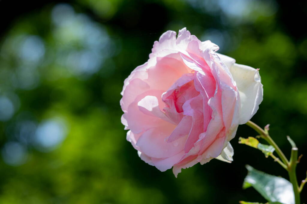 須磨離宮公園　春薔薇の宴　その１１