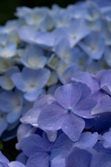 神戸市立森林植物園　紫陽花の彩り　その１