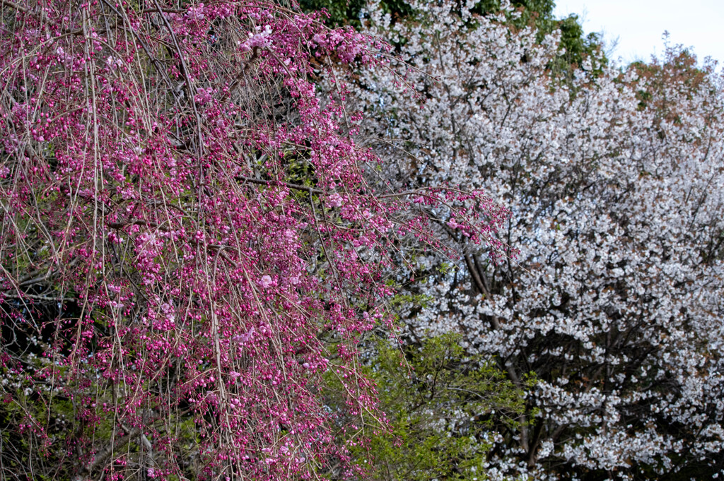須磨離宮公園　桜の紅白揃う