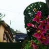 ピンクの花としずく