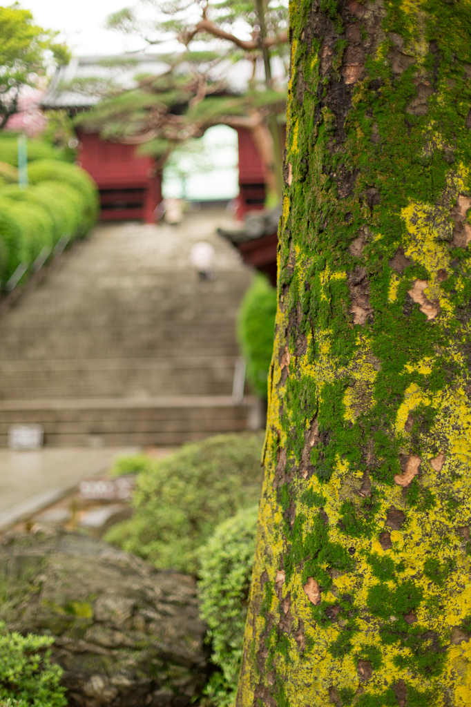 護国寺