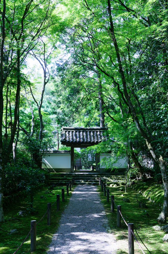 夏の竹寺3
