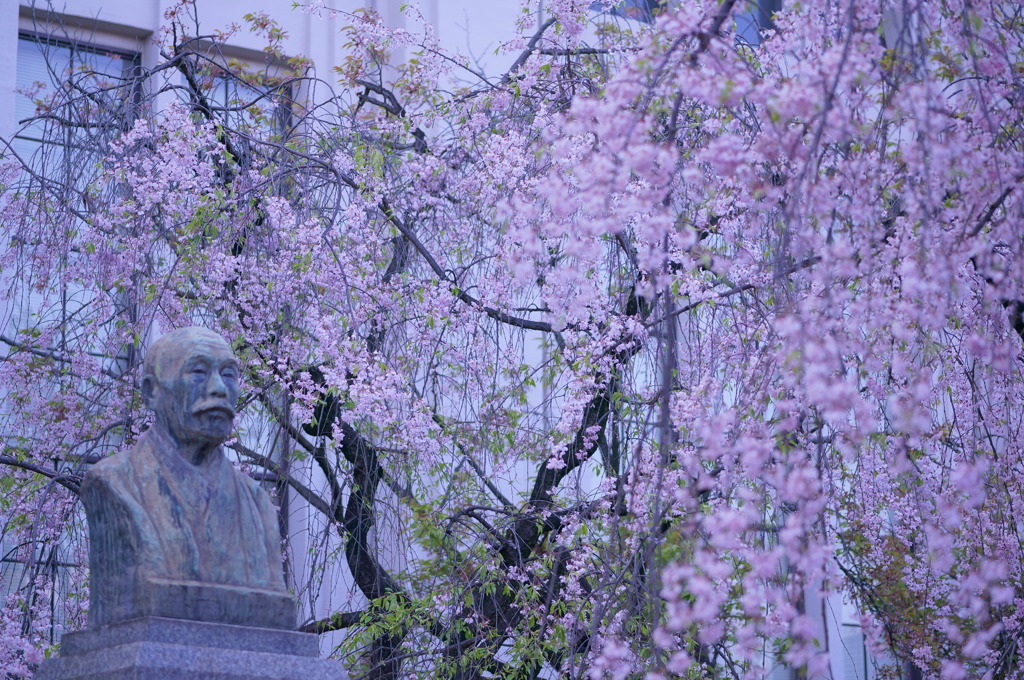 桜の通り抜け9