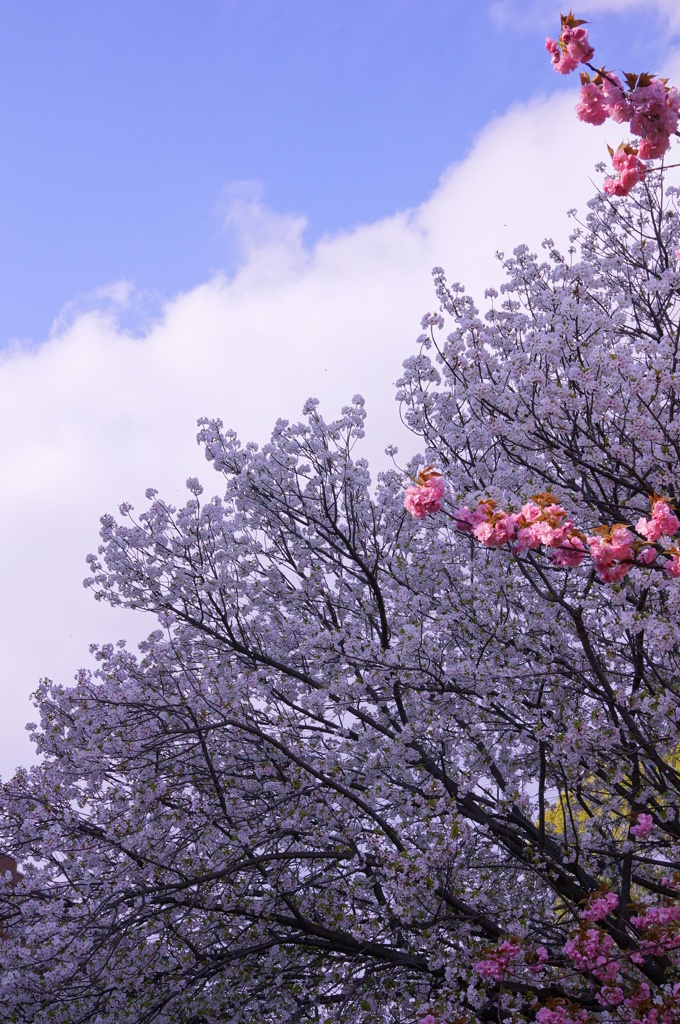 桜の通り抜け6