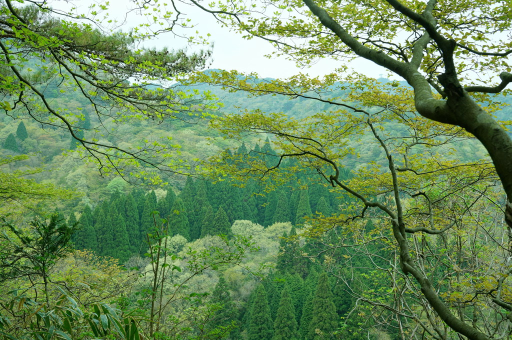 Forest bathing