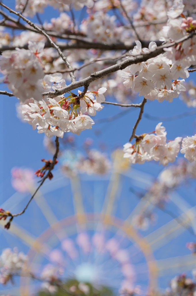 SAKURA-GO-ROUND