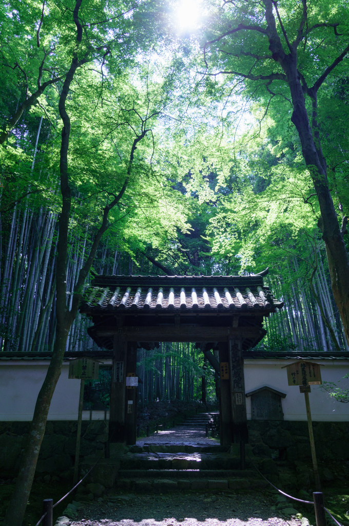 夏の竹寺