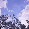 桜の通り抜け3