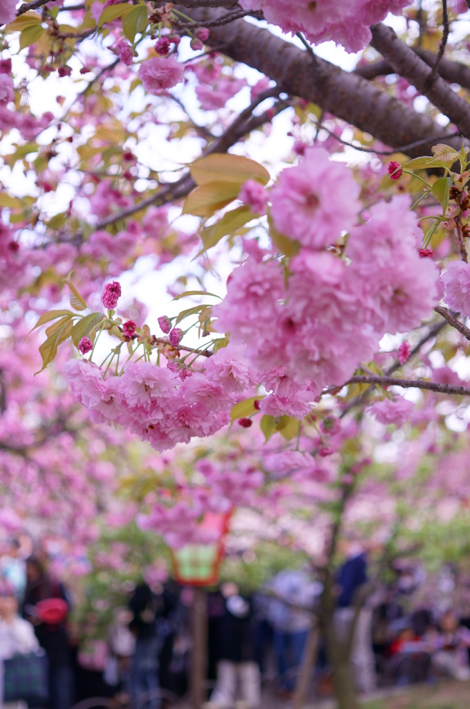 桜の通り抜け2