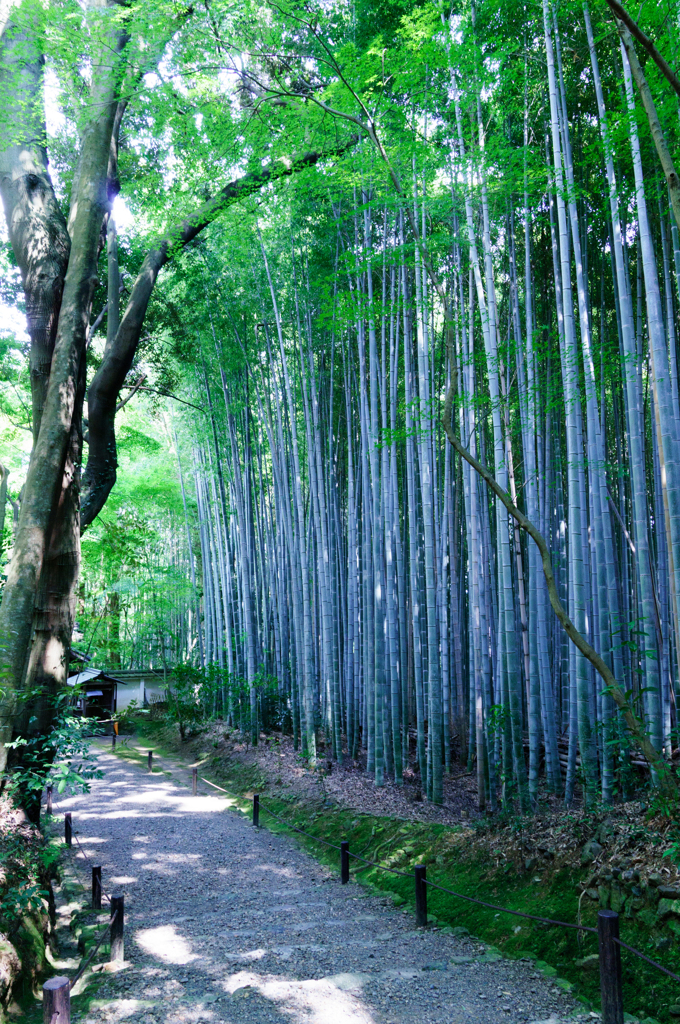 夏の竹寺2