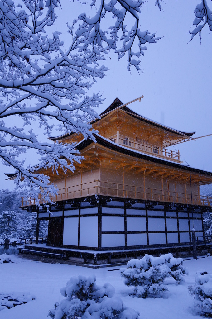 金色と吹雪1