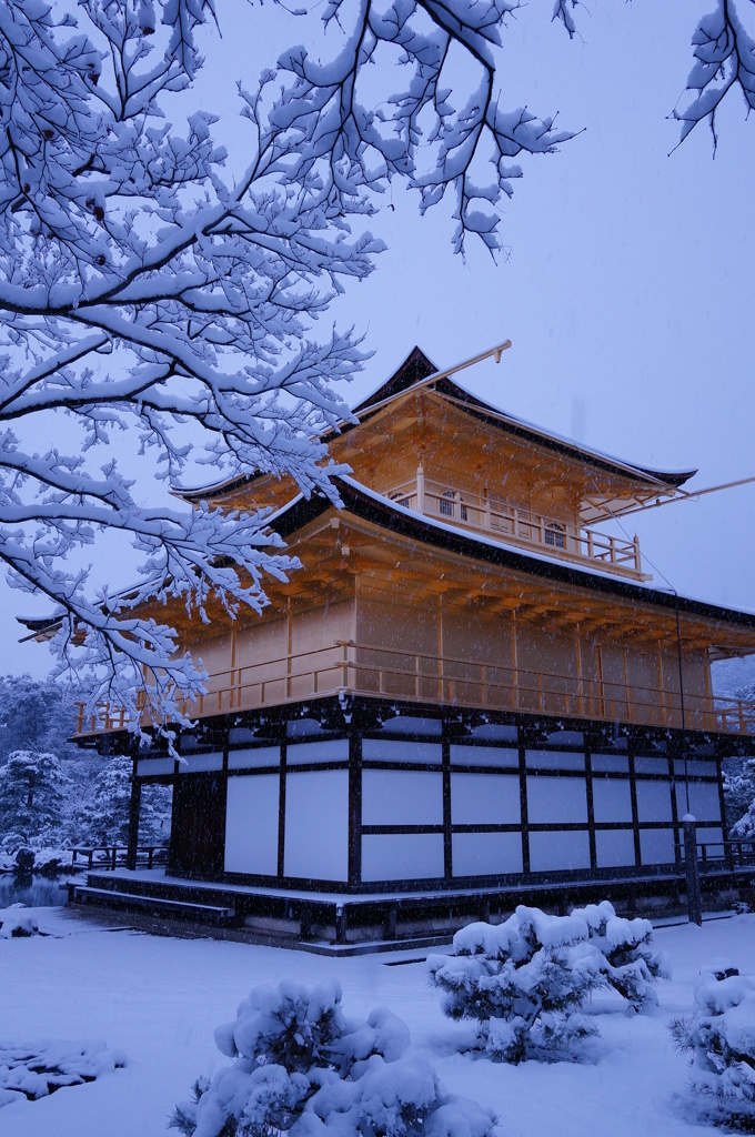 金色と吹雪1