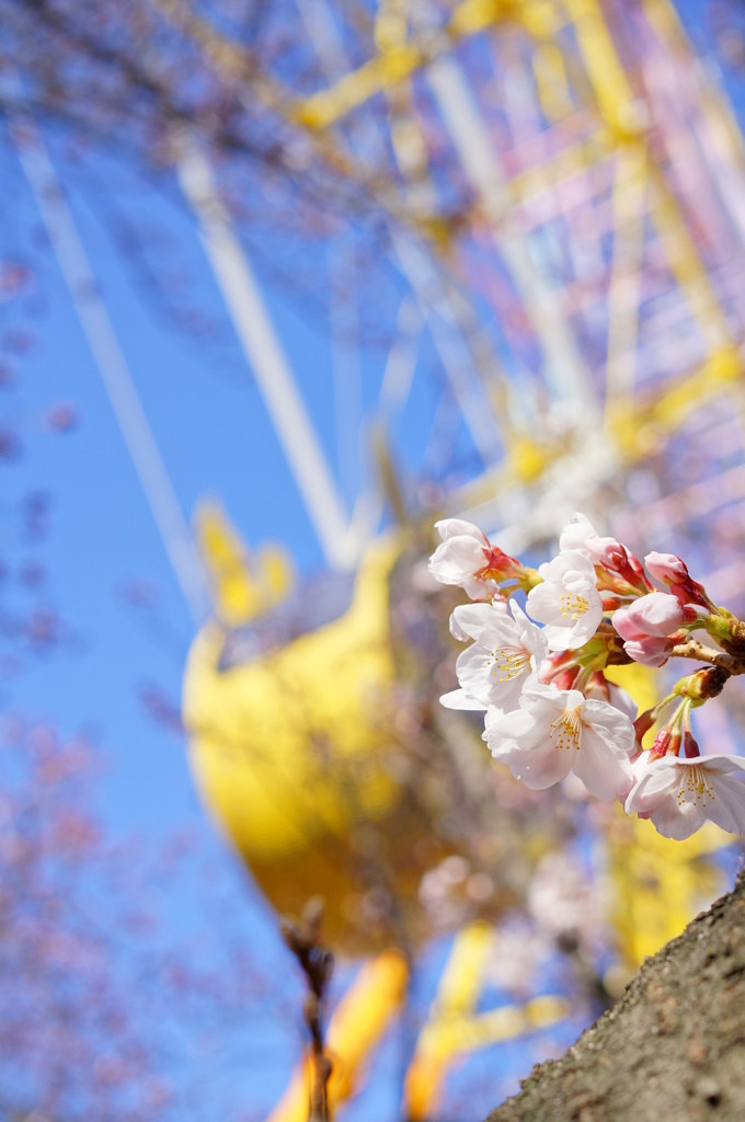 SAKURA-GO-ROUND2