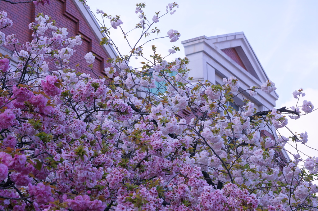 桜の通り抜け7