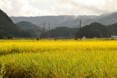 初秋の田園風景