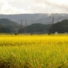 初秋の田園風景