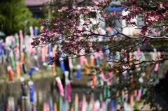 栃木市巴波川の鯉のぼり