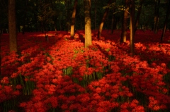紅の林