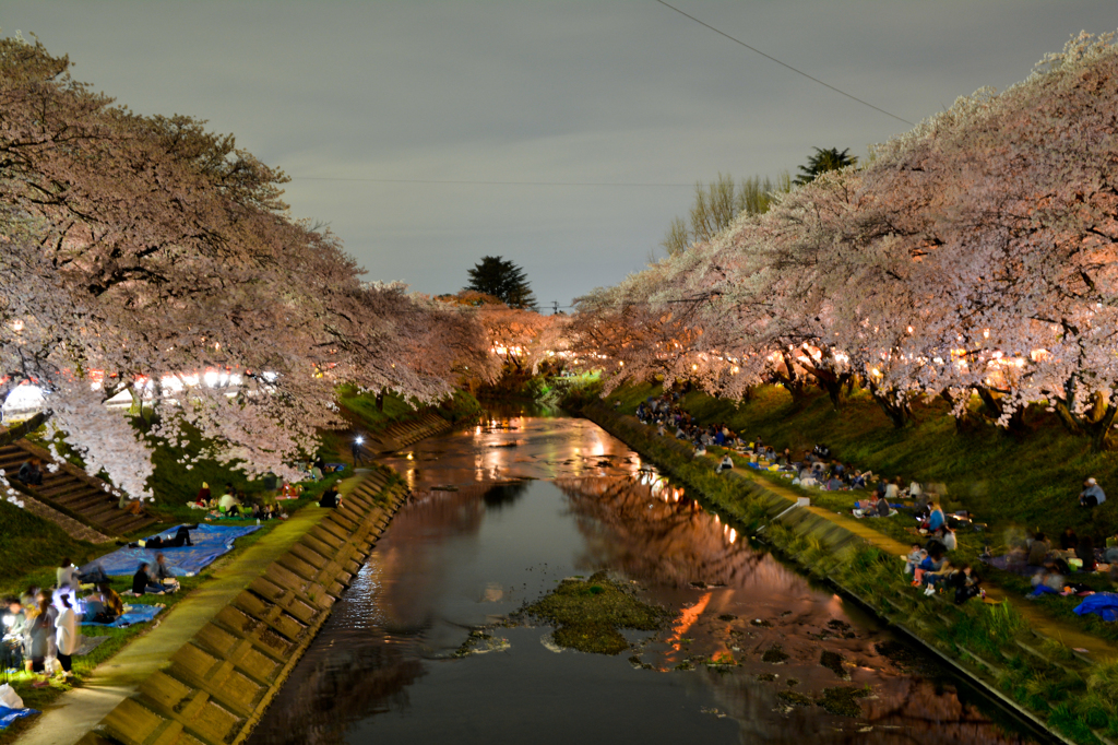 夜桜
