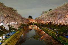夜桜