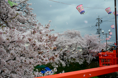 新境川　桜