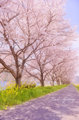 桜道