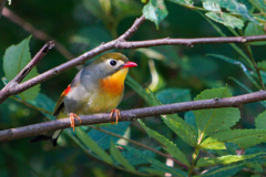 おはようソウシチョウ