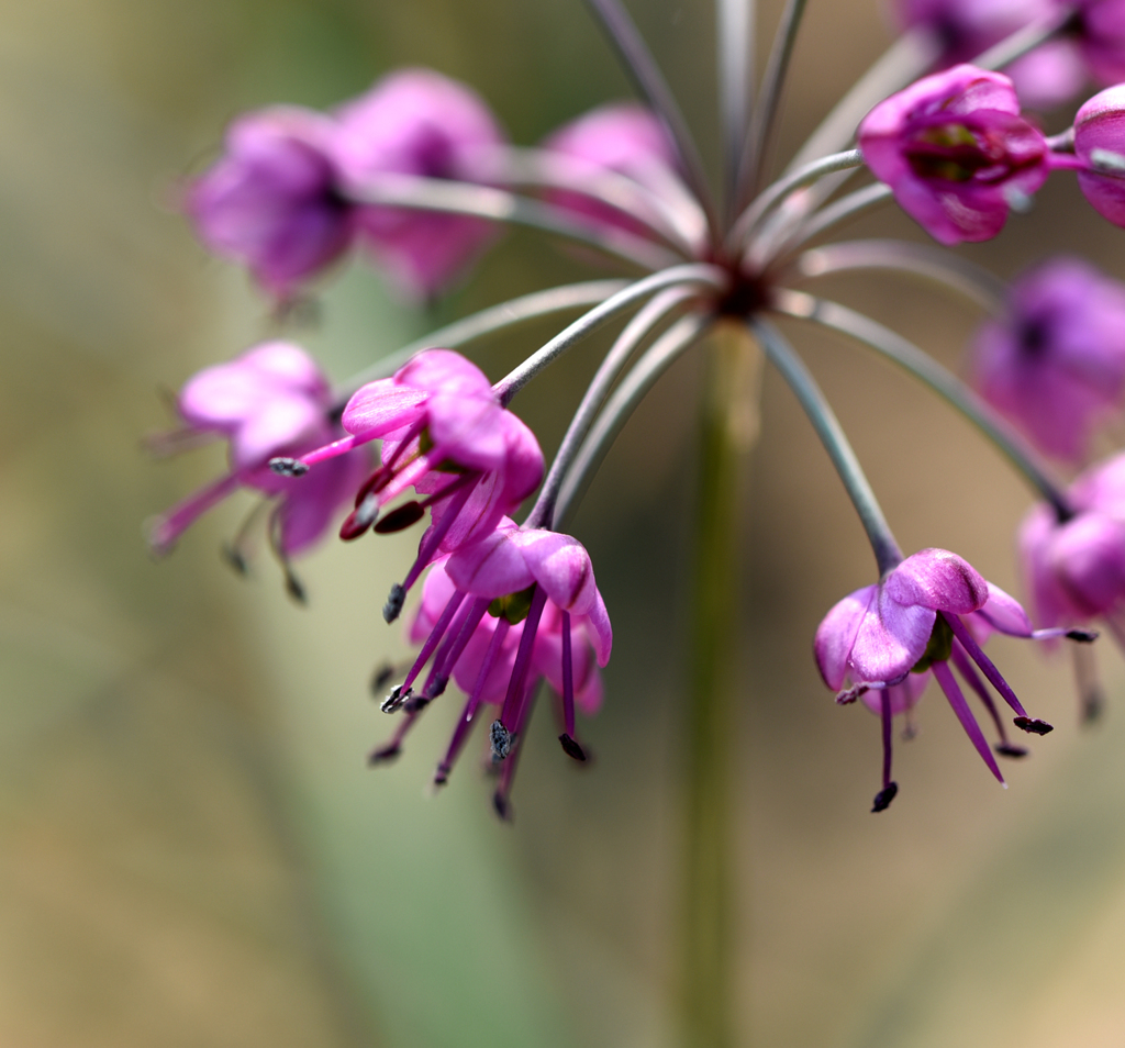 らっきょうの花