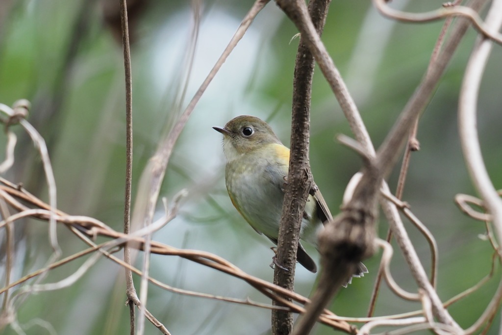 ルリビタキ♀