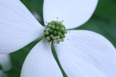 やまぼうしの花　ちいさいね！