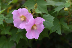 雨の中で芙蓉の花