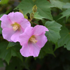 雨の中で芙蓉の花