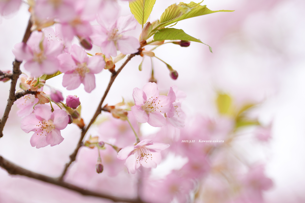 河津桜
