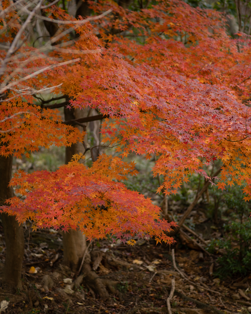紅葉