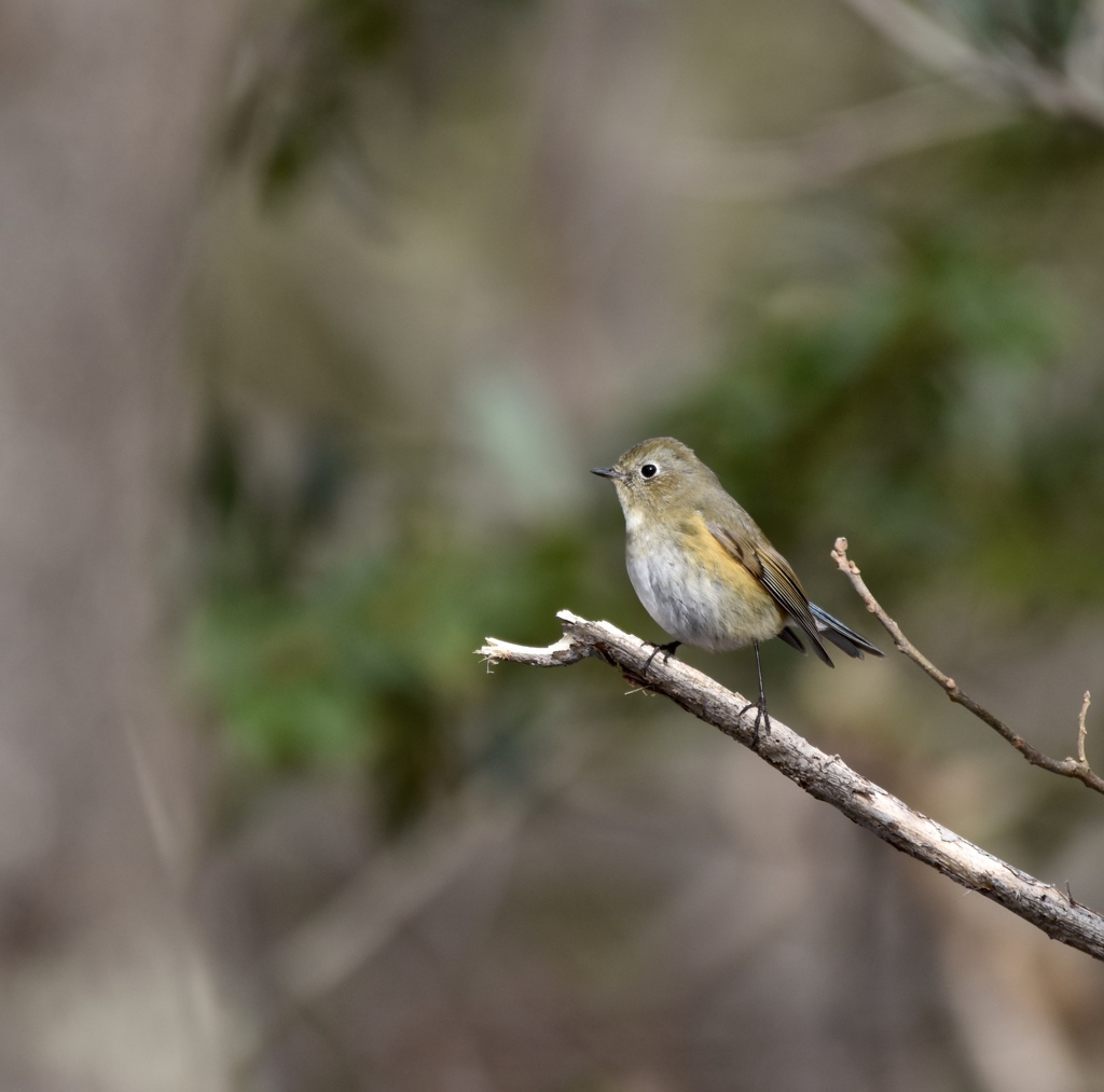 ルリビタキの♀
