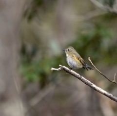 ルリビタキの♀