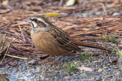 ホオジロ♀