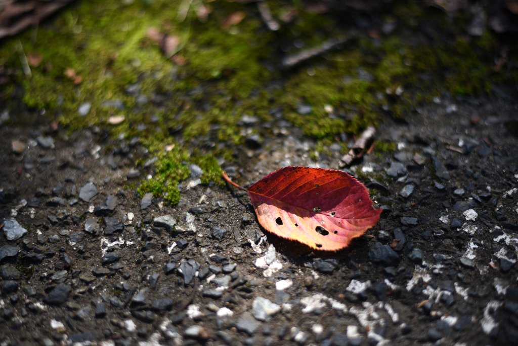 桜の落ち葉