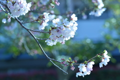 マリナパークの朝　桜開花②