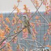 ヒヨドリ2DSC_4712