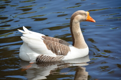 どうぶつ王国の水鳥