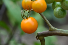 プチトマトの写真
