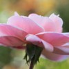 ローズウォークの薔薇