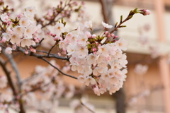 マリナパークの朝　桜開花①