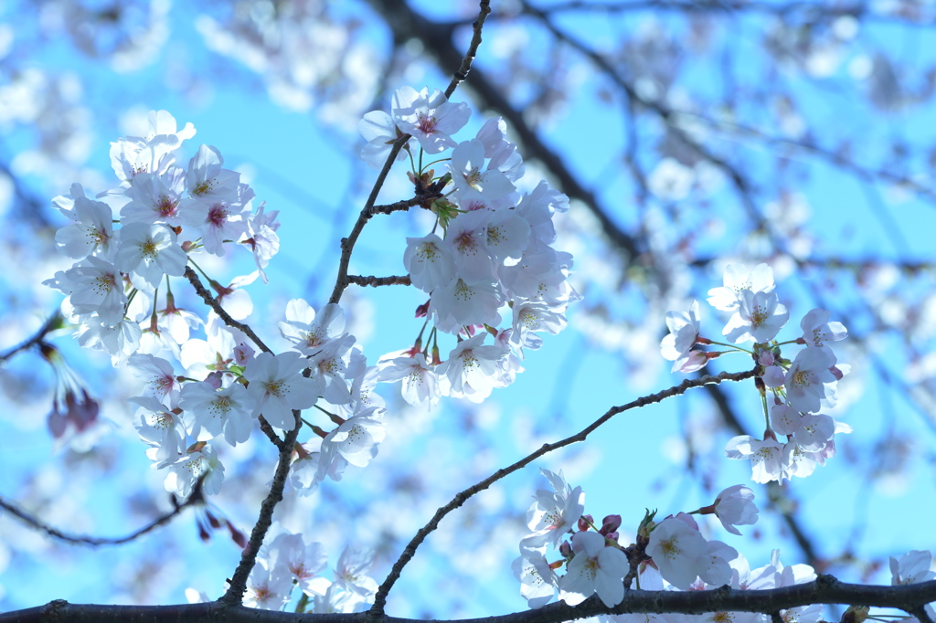 マリナパークの朝　桜開花③