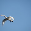 白鳥飛来の瞬間