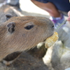 仔カピバラ　とうもろこしおいしい?