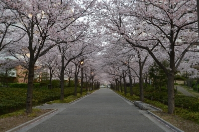 マリナパークの桜　2018 4/1　遊歩道