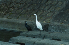 カワウとチュウサギ